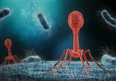 Illustration of a red bacteriophage infecting a blue bacterium, with other bacteria in the background. Illustration of a red bacteriophage infecting a blue bacterium, with other bacteria in the background.